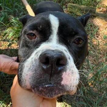 Mary Lumi -  Mixed Breed Dog for Adoption in New York, New York - Mary Lumi | PetCurious