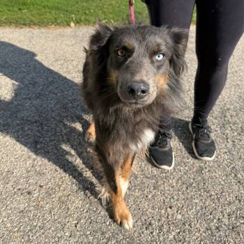 Rescue Australian Shepherd and Mixed Breed Dogs for Adoption in Madison, Wisconsin - Tango | PetCurious