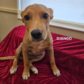 Django -  Labrador Retriever and Mixed Breed Dog for Adoption in Madisonville, Tennessee - Django | PetCurious