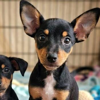 Chihuahua Dogs Available for Adoption in Athens, Alabama - Hercules | PetCurious