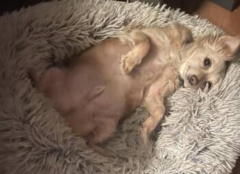 Sundown -  Cavalier King Charles Spaniel Dog for Adoption in Palo Alto, California - Sundown | PetCurious