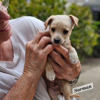 Norman -  Chihuahua Dog for Adoption in Lafayette, California - Norman | PetCurious