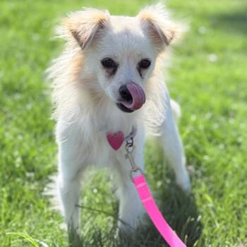 Marshmallow -  Mixed Breed Dog for Adoption in Medford, Oregon - Marshmallow | PetCurious