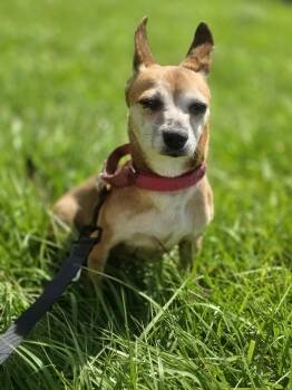 Diamond -  Chihuahua Dog for Adoption in Boca Raton, Florida - Diamond | PetCurious