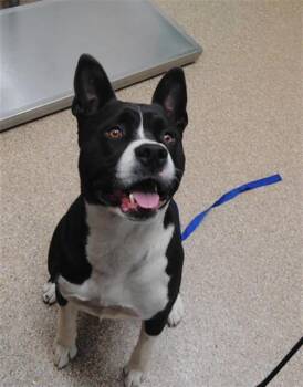 DONKEY KONG -  Akita and Mixed Breed Dog for Adoption in Albuquerque, New Mexico - DONKEY KONG | PetCurious
