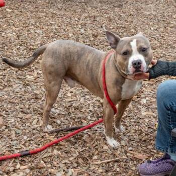 Mixed Breed Dogs Available for Adoption in Chamblee, Georgia - Marley | PetCurious