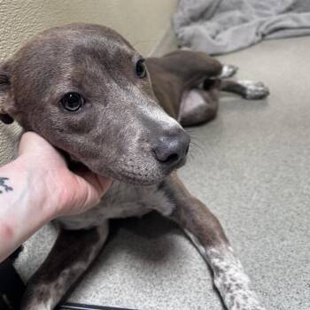 Oakley (C000-282)-City Of Industry Location -  Australian Cattle Dog Blue Heeler Dog for Adoption in Chino Hills, California - Oakley (C000-282)-City Of Industry Location | PetCurious