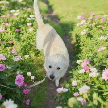 Poodle Dogs Available for Adoption in Ashville, Ohio - Macy | PetCurious