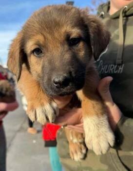 Cricket -  German Shepherd Dog Dog for Adoption in Shawnee, Oklahoma - Cricket | PetCurious