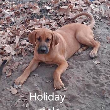 Holiday -  Hound Dog for Adoption in Ferndale, Michigan - Holiday | PetCurious