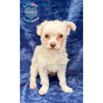 Travis -  Maltipoo Dog for Adoption in Inglewood, California - Travis | PetCurious