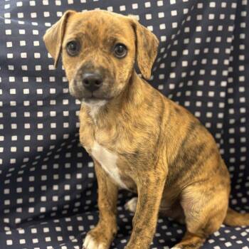 Mixed Breed Dogs Available for Adoption in Columbus, North Carolina - Zack | PetCurious