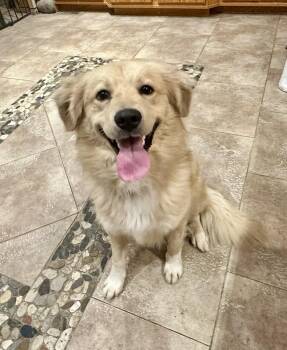 Golden Retriever Dogs Available for Adoption - SAD SAD STORY!!! | PetCurious