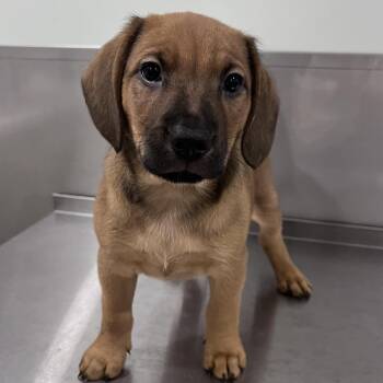 Labrador Retriever and Beagle Dogs Available for Adoption in Washburn, Missouri - Menard | PetCurious