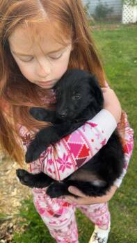 Pretzel -  Labradoodle and Mixed Breed Dog for Adoption in Union Grove, Wisconsin - Pretzel | PetCurious