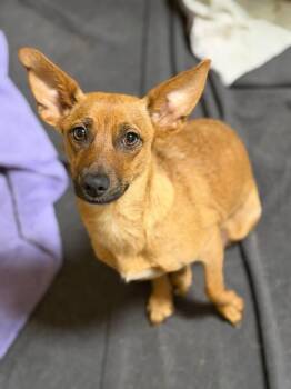 Chiweenie and Australian Shepherd Dogs Available for Adoption - Willow And Babies | PetCurious