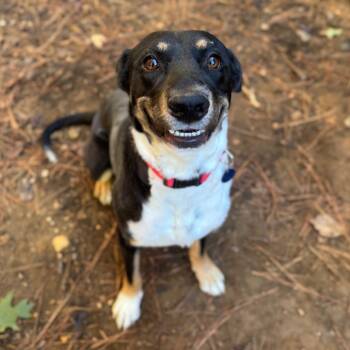 Rescue Mixed Breed Dogs for Adoption in Fredericksburg, Virginia - Tekla | PetCurious