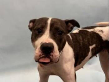 Brenda -  Pit Bull Terrier and Mixed Breed Dog for Adoption in Golden Valley, Minnesota - Brenda | PetCurious