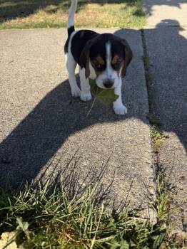 Tracker -  Beagle Dog for Adoption - Tracker | PetCurious