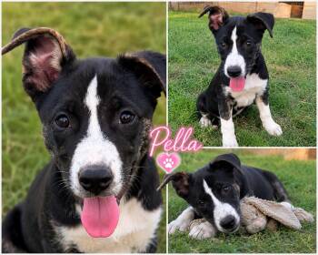Pella -  Australian Shepherd Dog for Adoption in Zimmerman, Minnesota - Pella | PetCurious