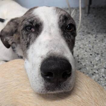Obie -  Labrador Retriever and Catahoula Leopard Dog Dog for Adoption in Hattiesburg, Mississippi - Obie | PetCurious
