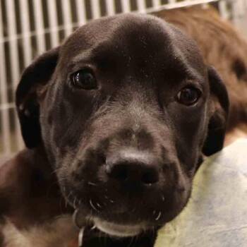 Athena -  Mixed Breed Dog for Adoption in Port Washington, New York - Athena | PetCurious