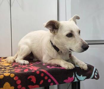 Noodles -  Corgi Dog for Adoption in Brookings, Oregon - Noodles | PetCurious