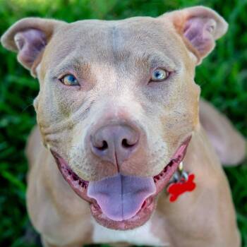 Rescue Terrier and Mixed Breed Dogs for Adoption in Miami, Florida - Roxie | PetCurious