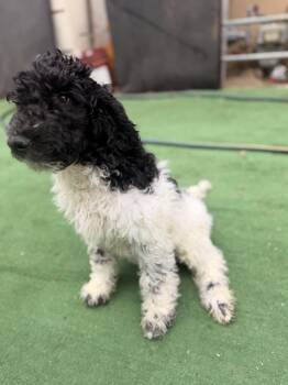 Neda -  Standard Poodle Dog for Adoption in Moreno Valley, California - Neda | PetCurious