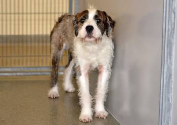 QUILL -  Terrier Dog for Adoption in West Valley City, Utah - QUILL | PetCurious