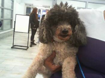 Poodle Dogs Available for Adoption - IVORY | PetCurious