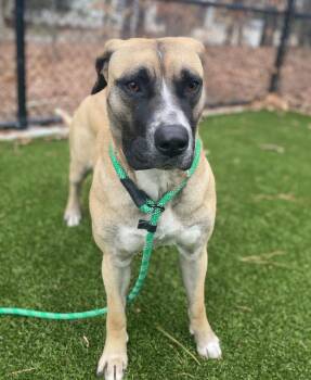 Mastiff Dogs Available for Adoption - Angelina | PetCurious