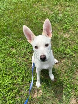 Gio -  Cane Corso and Siberian Husky Dog for Adoption in Dallas, Texas - Gio | PetCurious