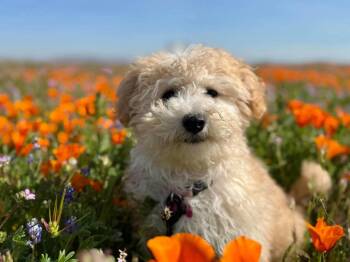 Poppy Sue -  Maltese Dog for Adoption in Orange, California - Poppy Sue | PetCurious