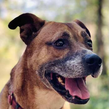 Roscoe -  Boxer and Shepherd Dog for Adoption in Roswell, Georgia - Roscoe | PetCurious