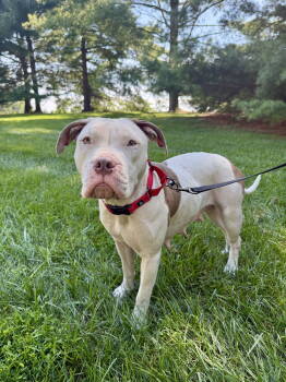 Rescue American Staffordshire Terrier and Boxer Dogs for Adoption in Arlington, Virginia - Sookie | PetCurious