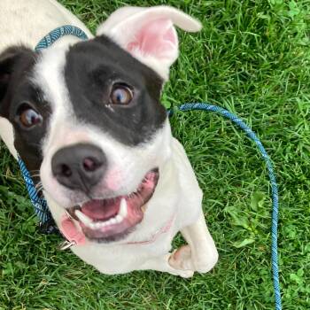 Terrier Dogs Available for Adoption in Washington, Pennsylvania - Pamela | PetCurious