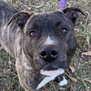 Rescue Mixed Breed Dogs for Adoption in Mebane, North Carolina - Bruno | PetCurious