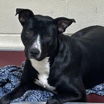 Pit Bull Terrier Dogs Available for Adoption in Palestine, Texas - Ethel | PetCurious