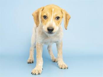 Australian Cattle Dog Blue Heeler and Mixed Breed Dogs Available for Adoption in Phoenix, Arizona - TRELAWNY | PetCurious