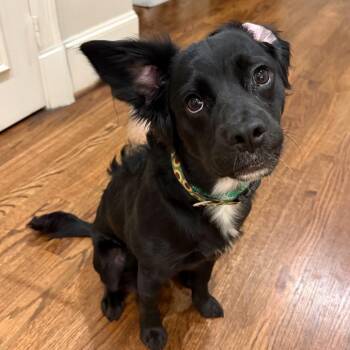 Tater Tot -  Chihuahua Dog for Adoption in New York, New York - Tater Tot | PetCurious