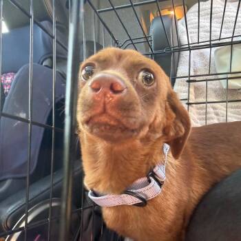 Kit Kat -  Mixed Breed Dog for Adoption in Savannah, Georgia - Kit Kat | PetCurious