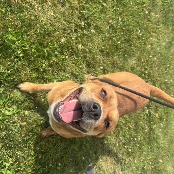 190694 Otis LOOKING FOR OWNER -  Boxer Dog for Adoption in Ravenna, Ohio - 190694 Otis LOOKING FOR OWNER | PetCurious