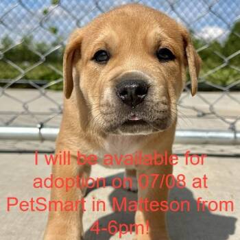 April -  Mixed Breed Dog for Adoption in Matteson, Illinois - April | PetCurious