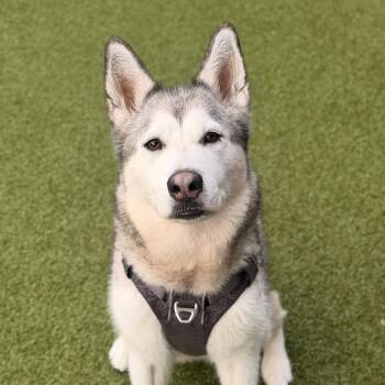 Leia -  Husky Dog for Adoption in Mt. Juliet, Tennessee - Leia | PetCurious