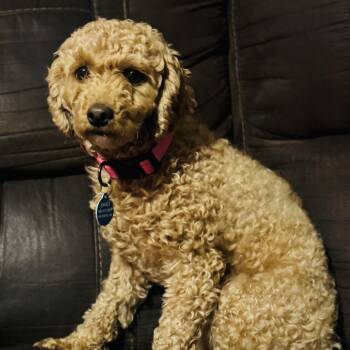 Lila -  Goldendoodle and Miniature Poodle Dog for Adoption in Oak Bluffs, Massachusetts - Lila | PetCurious