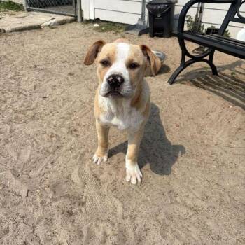 Pit Bull Terrier Dogs Available for Adoption in Valdosta, Georgia - Brewer | PetCurious