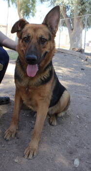 Rescue Shepherd Dogs for Adoption in El Centro, California - Sheeva | PetCurious