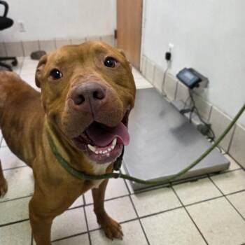 Mixed Breed Dogs Available for Adoption - Bodybuilder | PetCurious