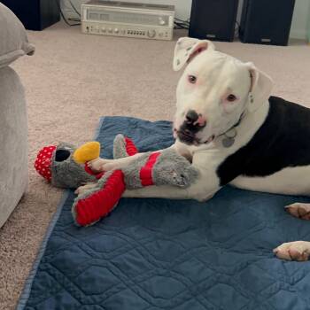 Nancy -  Pit Bull Terrier Dog for Adoption in Pasadena, California - Nancy | PetCurious